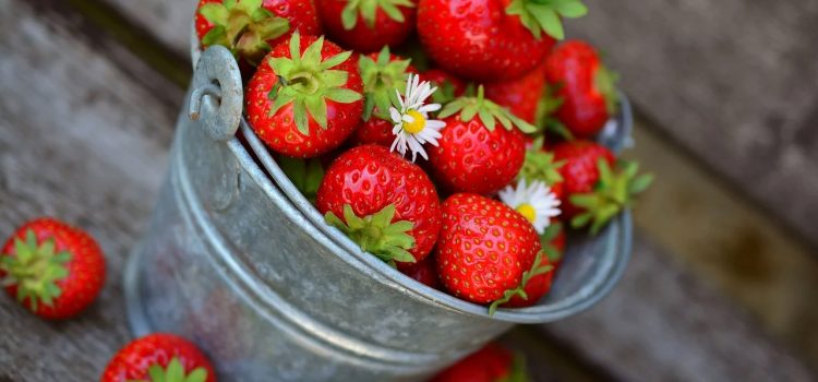 Fraises : les variétés à découvrir