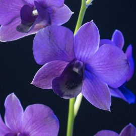 Où se procurer des bouquets de fleurs exotiques ?