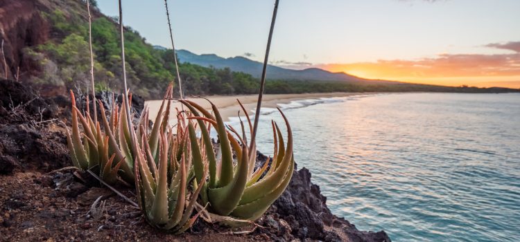 Climat subtropical ou tropical sec : Cap-Vert vs Canaries, quelle météo vous convient ?